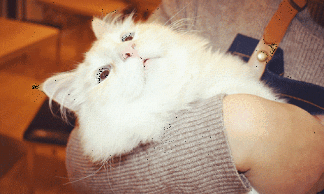 这里的常驻喵星人品种很多~ 仙气十足的 布偶猫, 傲娇可爱的 苏格兰