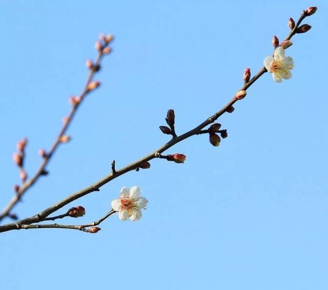 寻到今年的第一朵"六瓣梅花"