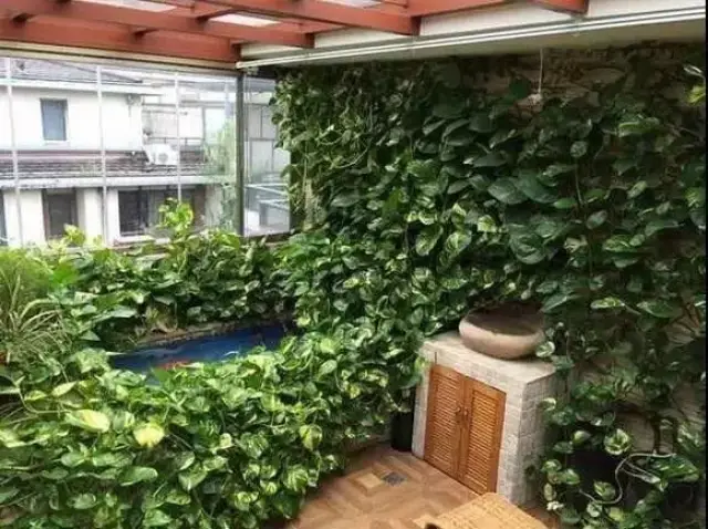 可以爬窗户的花 4083fda7a8944bee9f8fa3a6bf3206e1.jpg