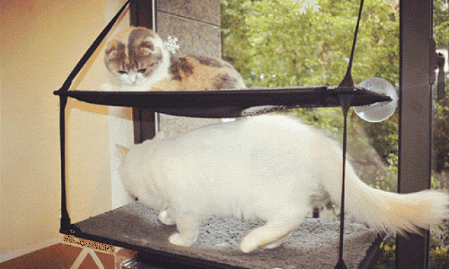 傲娇可爱的 苏格兰折耳猫, 霸气侧漏的 狮子猫, 总之你想撸的猫大人