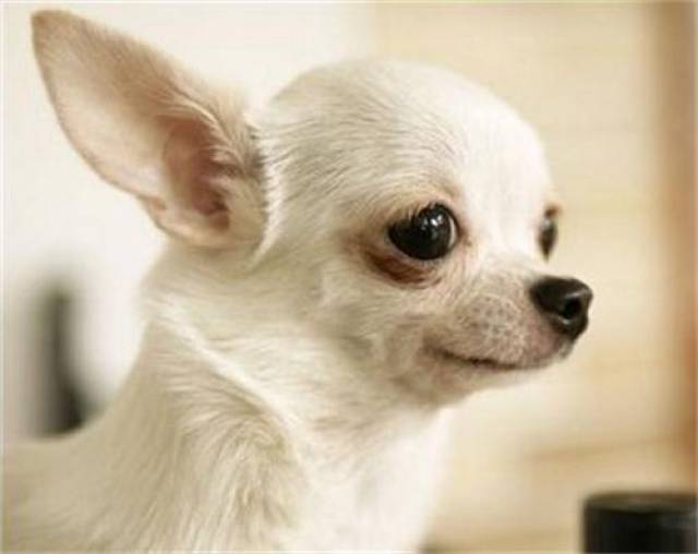 小型狗排名_狗的品种小型犬(3)