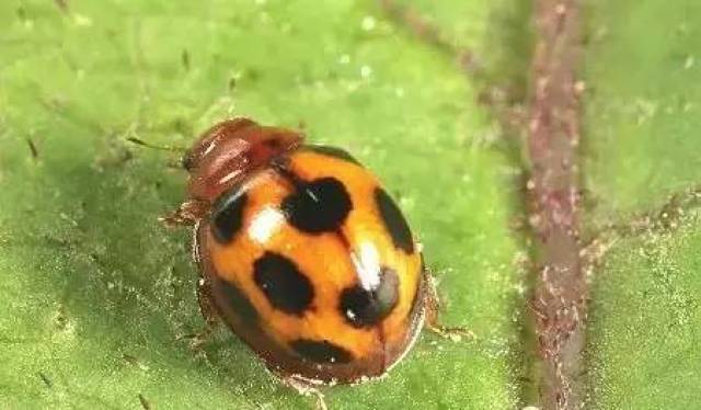 常见天敌昆虫大全(附图),种植业人一定要了解!