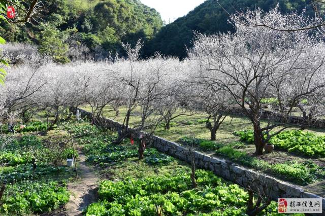 坪上石内梅花怒放,如云似雾,人流如织,车水马龙