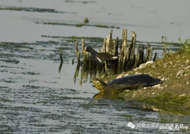 幼发拉底河鳖 斑鳖的难兄难弟