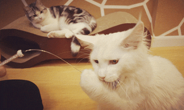 前方高能,一大波小妖精即将来袭!