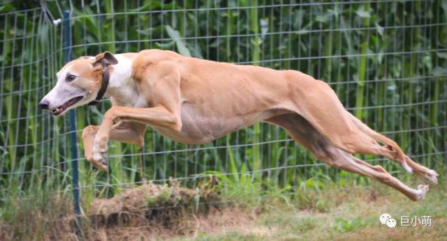 法国王室偏爱的猎犬