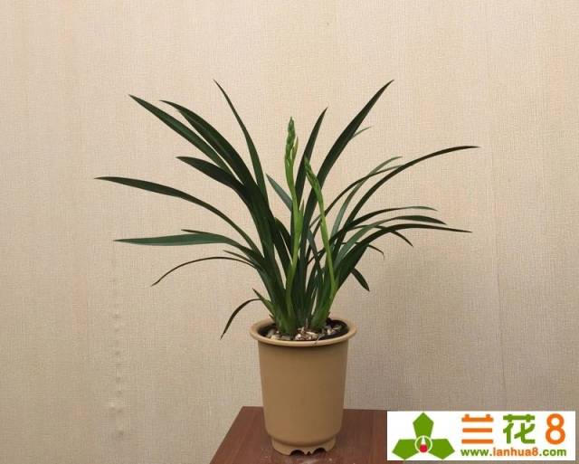 5元每苗,3苗起售,带30cm左右高的花,,墨兰与韩国蕙兰的