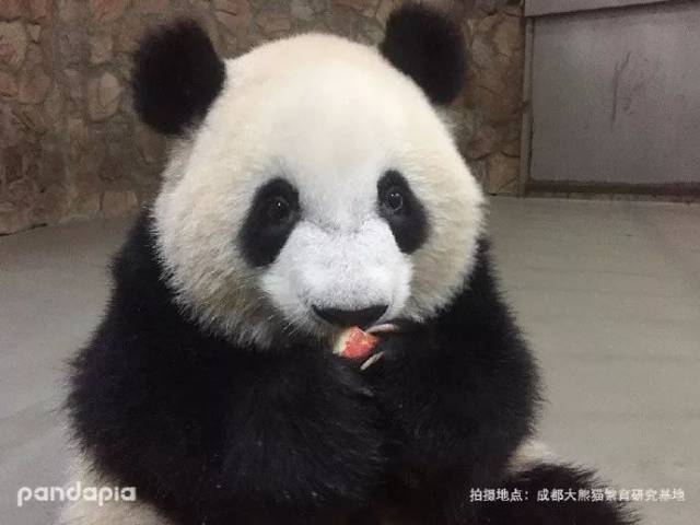 有人成功偷到了熊猫!