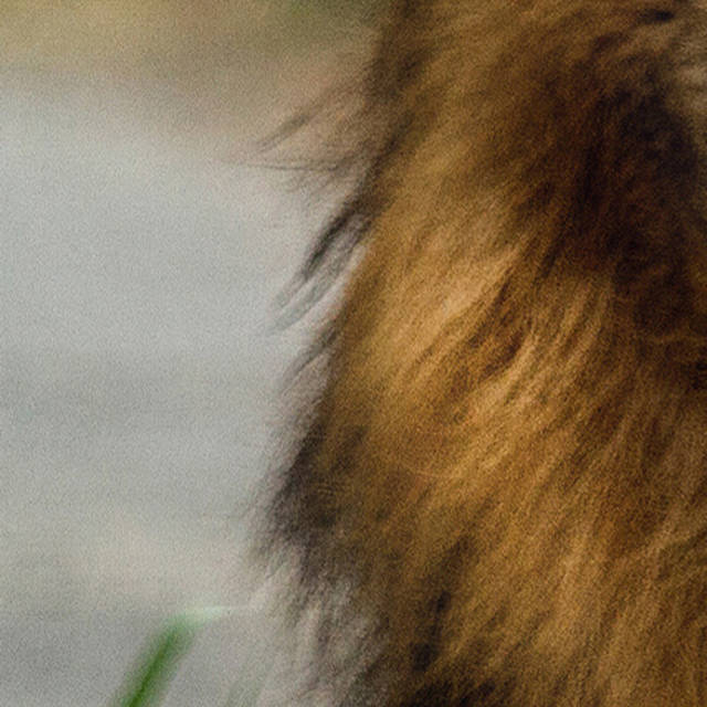 2017年度网络流行语