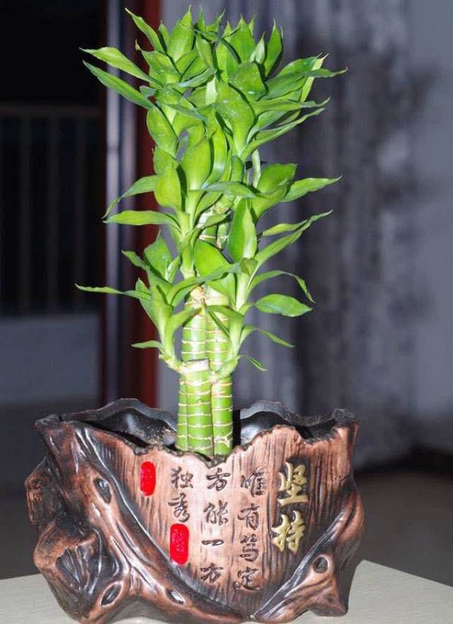 富贵竹适合在16度到26度之间生长