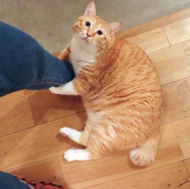 这只丧着脸的胖橘猫网红,凭借着丧丧的胖脸吸引着一大波粉丝,现在还