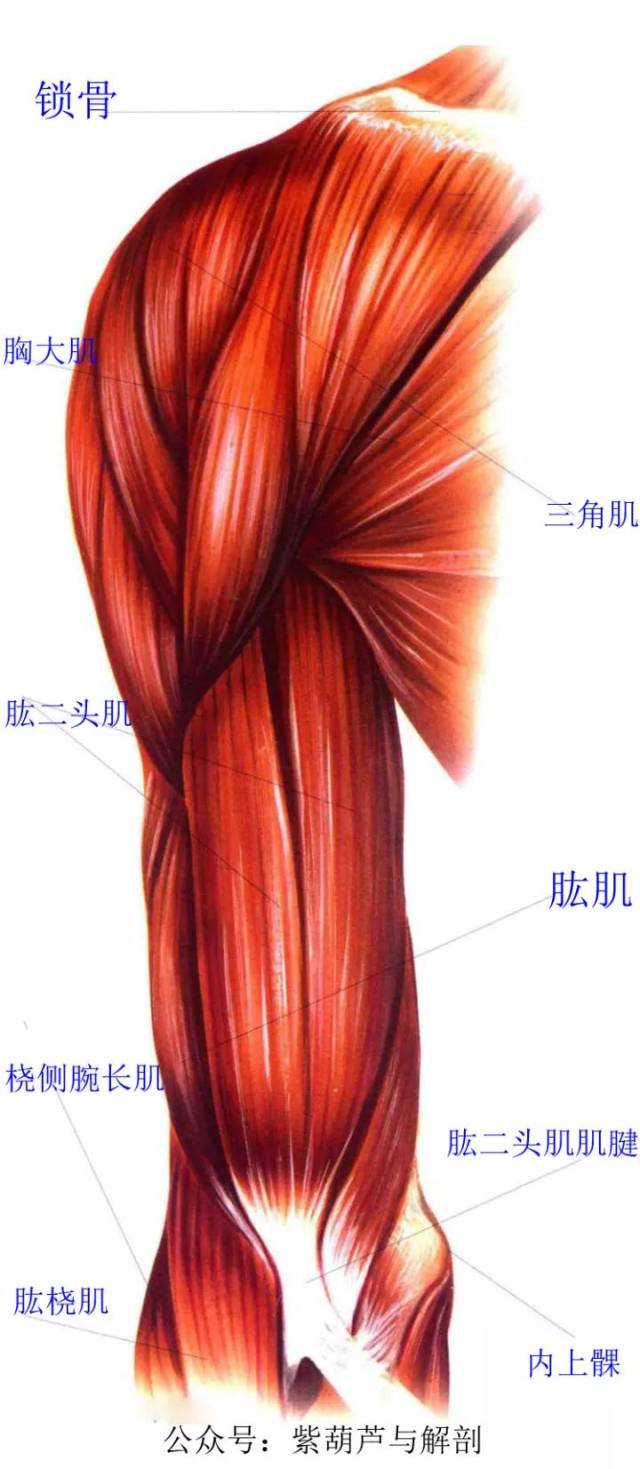 肩部和胸部肌肉解剖【两段视频】