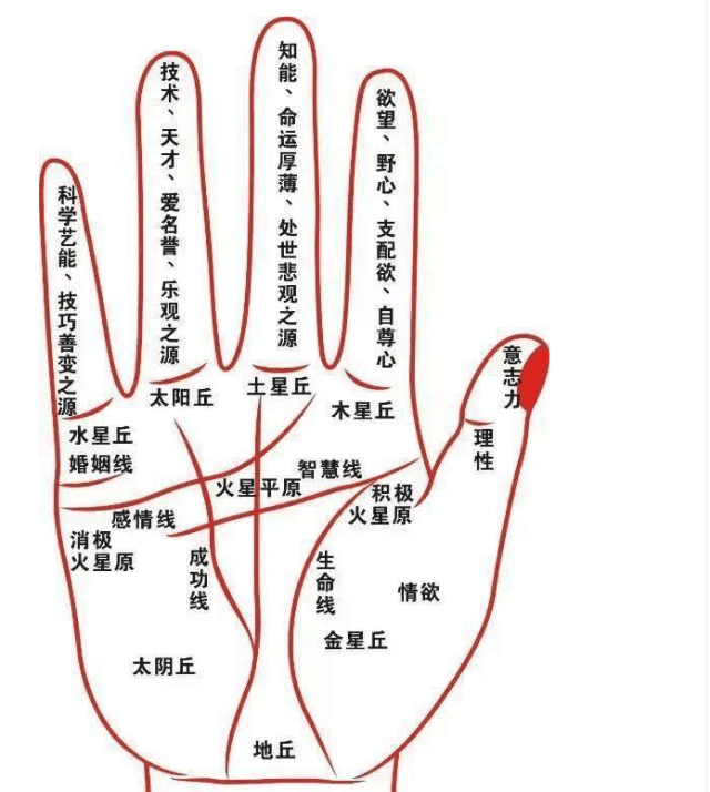 周易命理师傅:手纹掌纹学问大,正确认识手相的完整介绍