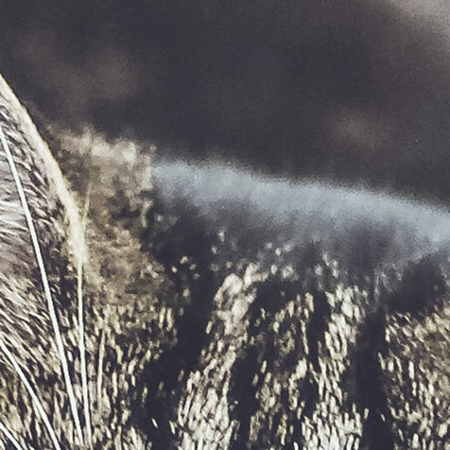 2017年度网络流行语