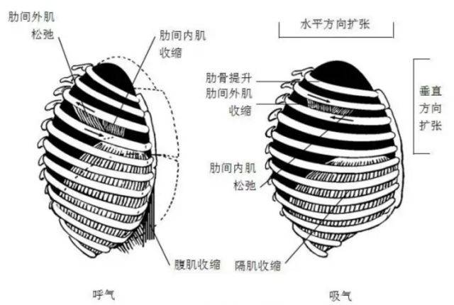 呼吸运动是呼吸肌收缩舒张引起胸廓节律性扩张与缩小的过程,也是为肺