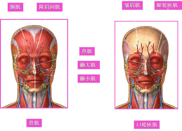 眉间纹(川字纹): 位于两眉之间,多为2～3条,主要为垂直走向,为皱眉肌