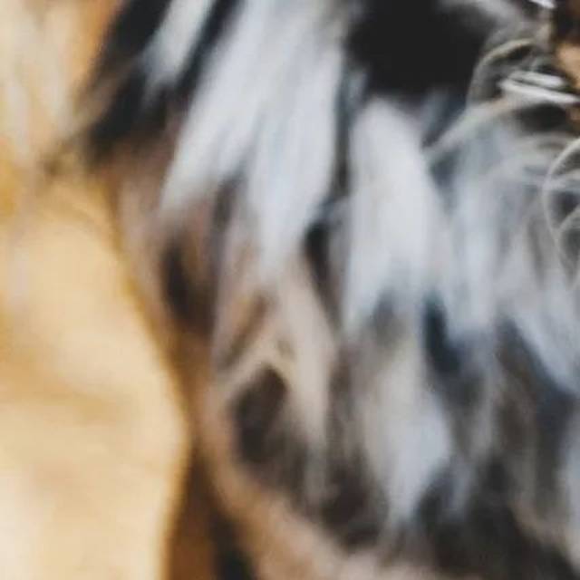 2017年度网络流行语