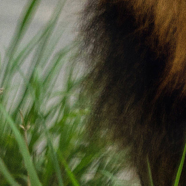 2017年度网络流行语