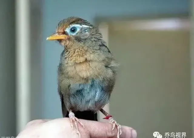 分享画眉雏鸟饲养管理