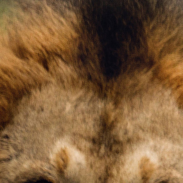 2017年度网络流行语