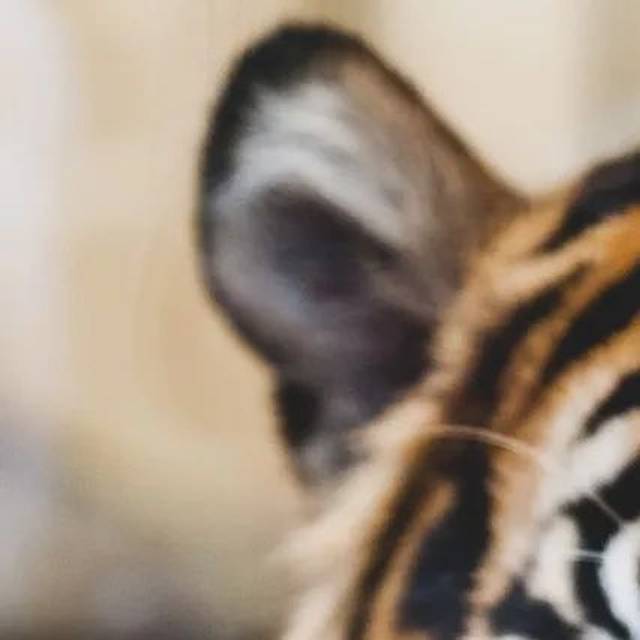 2017年度网络流行语