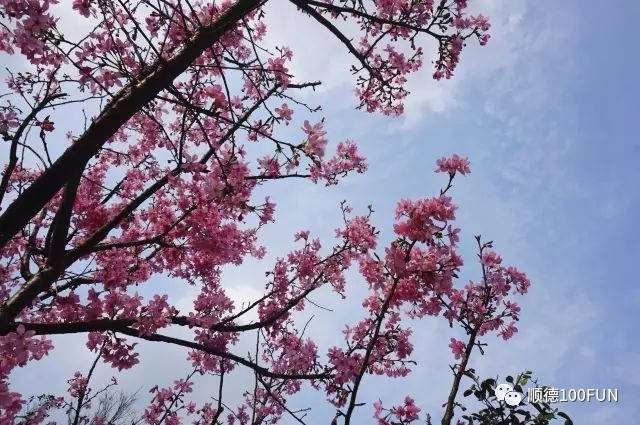 品种 03 热烈广州樱 先花后叶,花蕾枚红色,花瓣粉红色 与其他单瓣樱花