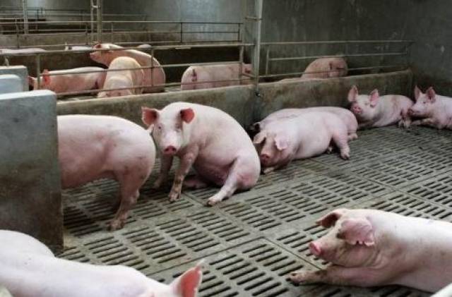 这样就能治猪便秘?养猪人这招中药处方