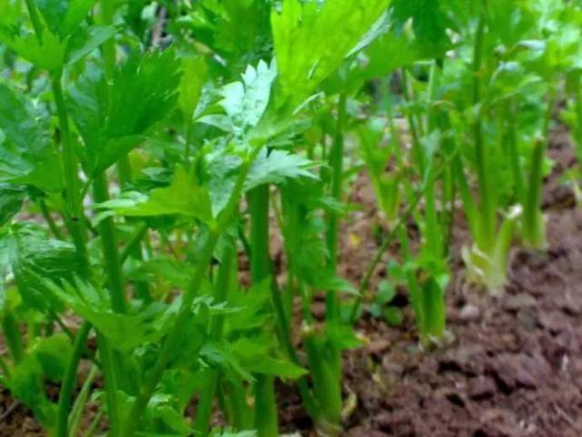 芹菜病虫害,保持叶片有较强的光合作用能力,充足供应叶柄内薄壁细胞所