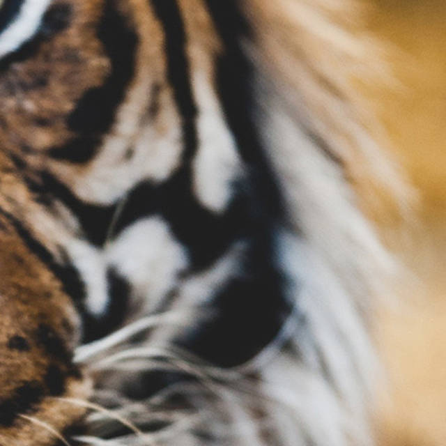 2017年度网络流行语