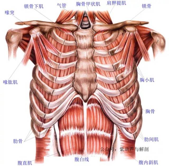 肩部和胸部肌肉解剖【两段视频】