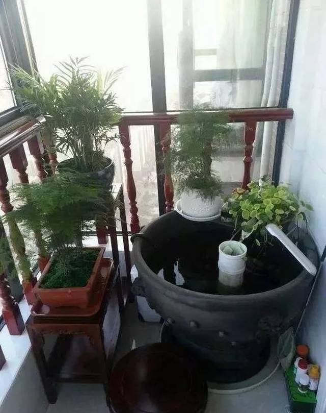 阳台养鱼百景图,总有一款值得你参考!