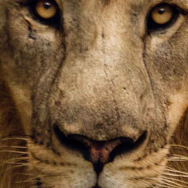 2017年度网络流行语