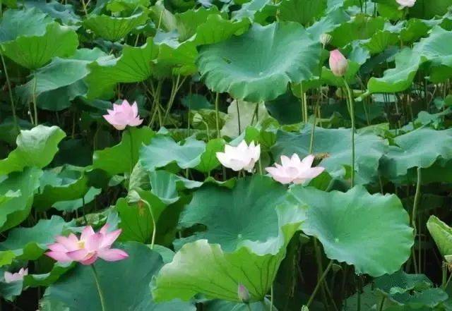 湖面波光粼粼,荷花摇曳荡荡