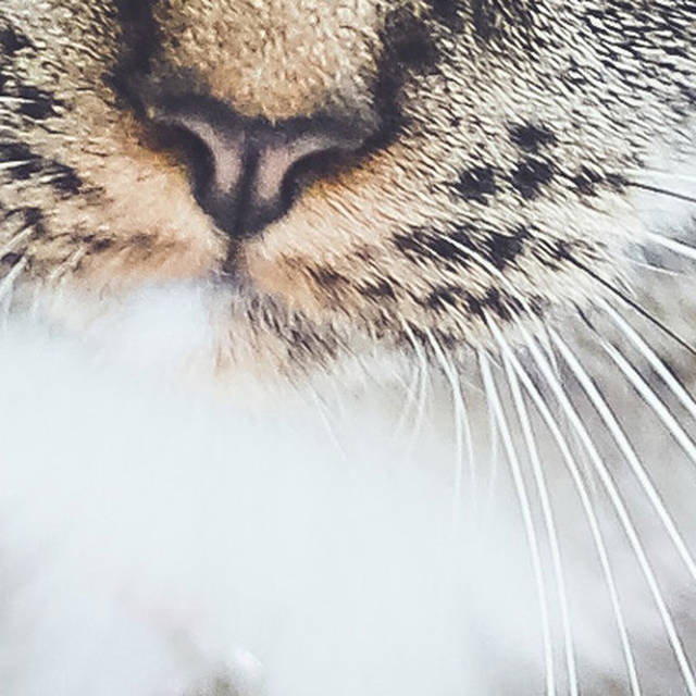 2017年度网络流行语