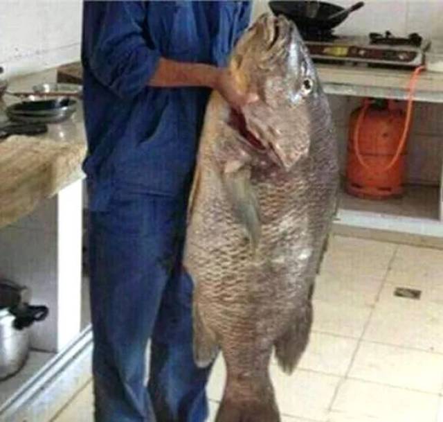 60斤重的罗非鱼你见过吗?
