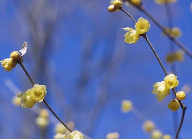 " 清初《花镜》载:" 蜡梅俗称腊梅,一名黄梅,本非梅类,因其与梅同开