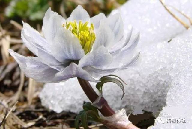 今生,我愿意做你的雪莲