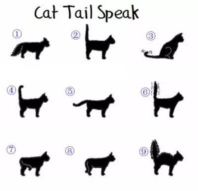 【趣味】家里的猫主子心里在想什么?看尾巴就知道咯!