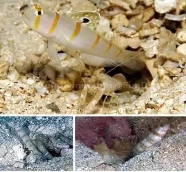海底世界神奇瞬间:小鱼躲水母腹中"搭便车!海洋生物七大共生奇观