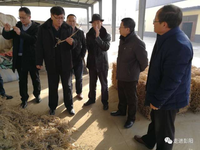 调研彭阳县中药材产业,县人大常委会副主任晁建勇及相关部门负责人陪