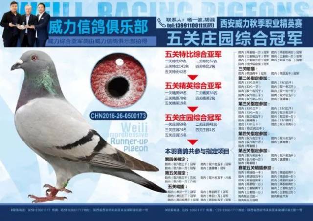 【图集】80后实战赢家:北京壹号鸽舍张斌