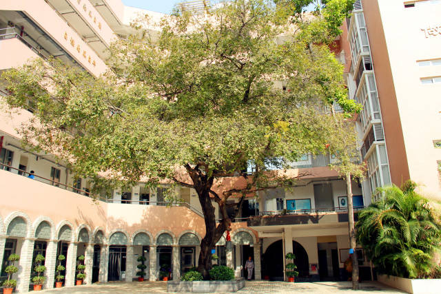 美！罗湖这些学校大变样，还有12所学校即将华丽转身……