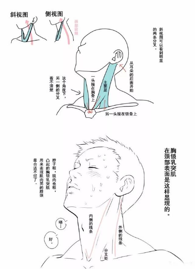 【新手教程】第18期:如何画好人体颈部及肩颈肉呢(人体教程)