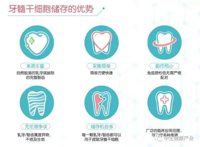 除了治疗牙齿外,牙髓干细胞因其可多向分化成牙齿细胞,软骨细胞,神经