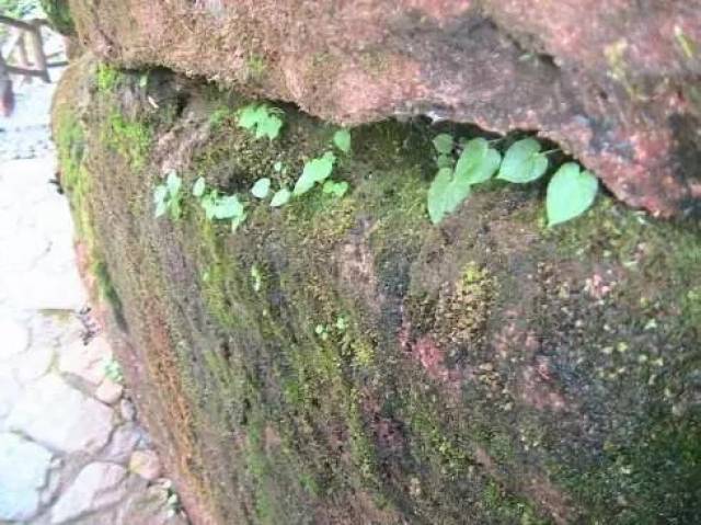 【微绵职】心不畏,何惧雨打风吹 !