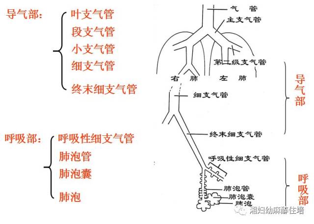 纤维支气管镜组装步骤及模型上检查操作培训