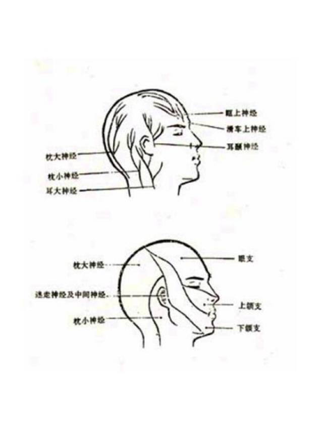 头痛原因的解剖学分析