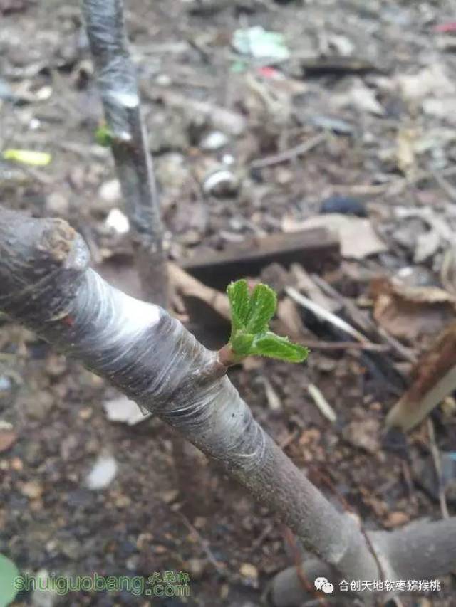 浅谈软枣猕猴桃嫁接技术!你不知道的关键点