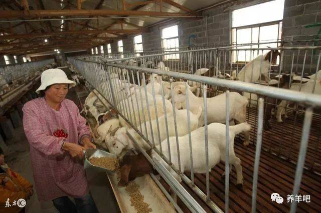 学会这样建羊舍,能让你养羊少走弯路!