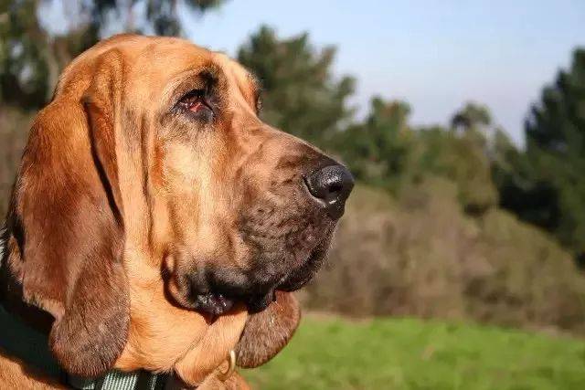 犬界的超级侦探——寻血猎犬,追踪气味无狗能及
